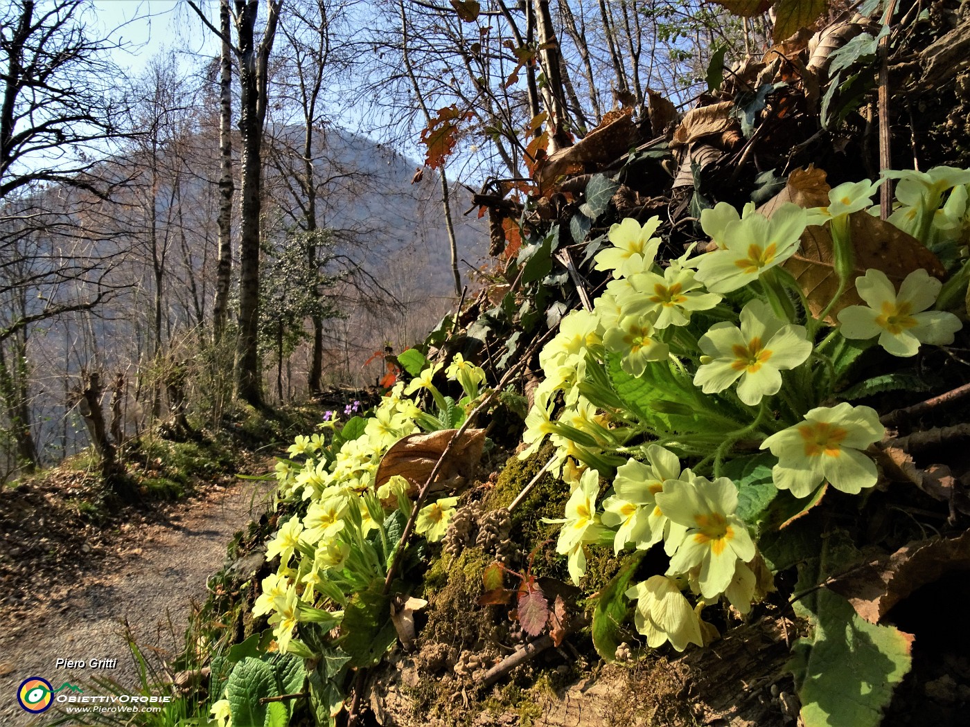 17 Primula vulgaris (Primula comune).JPG